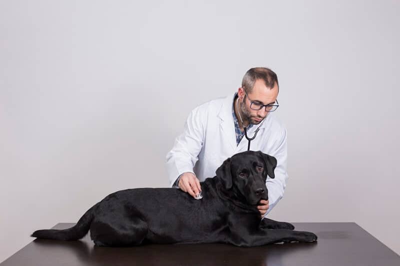 é importante consultar um veterinário ao medicar seu cão