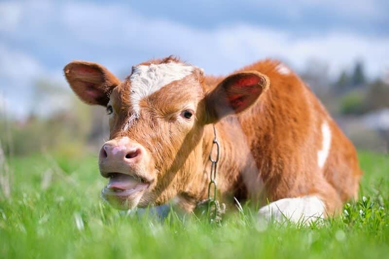 doencas comuns em bovinos