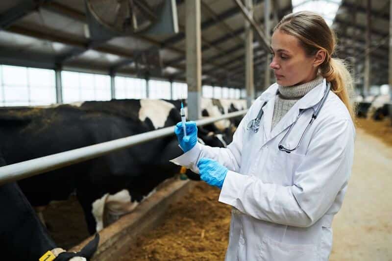 vacinação em bovinos