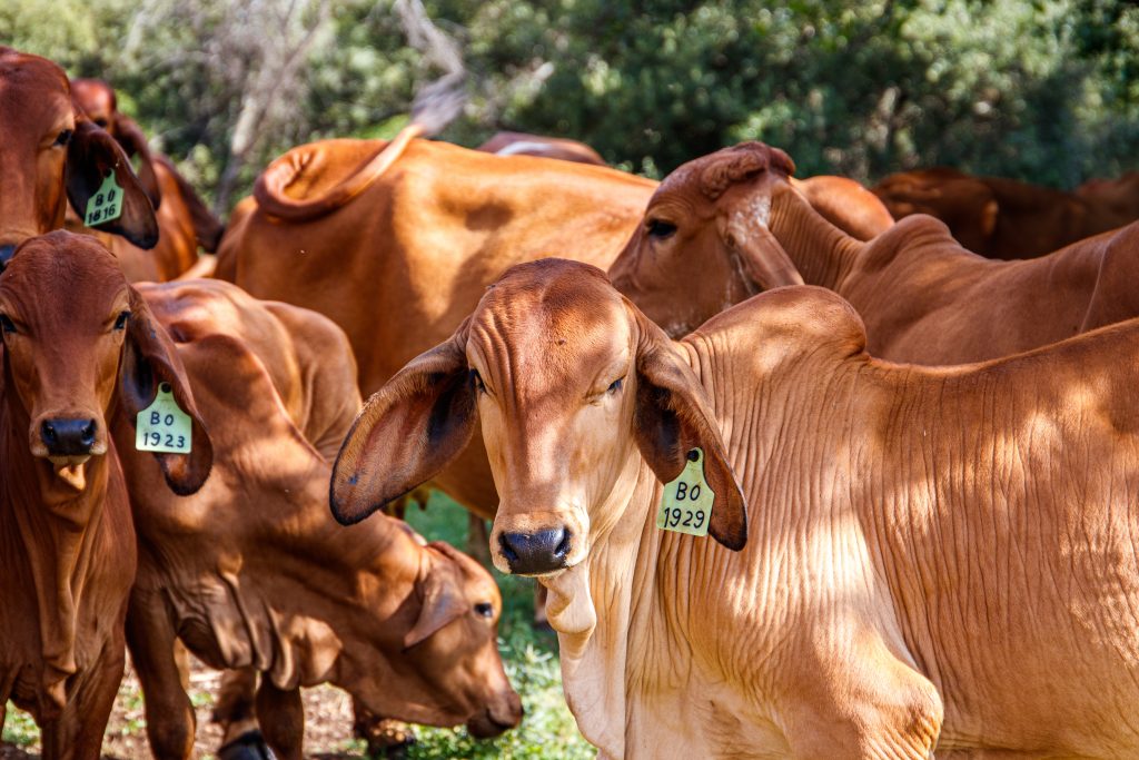 Nutricao e Precisao na Bovinocultura de Corte Como melhorar a Producao AB Araujo