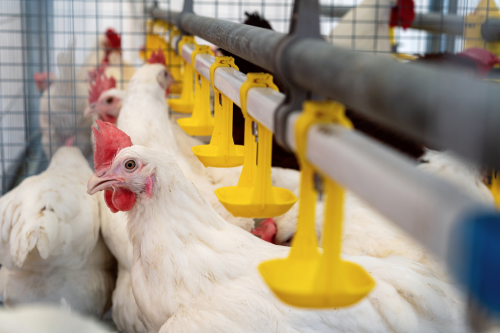 Manejo e Armazenamento de Ovos em Altas Temperaturas