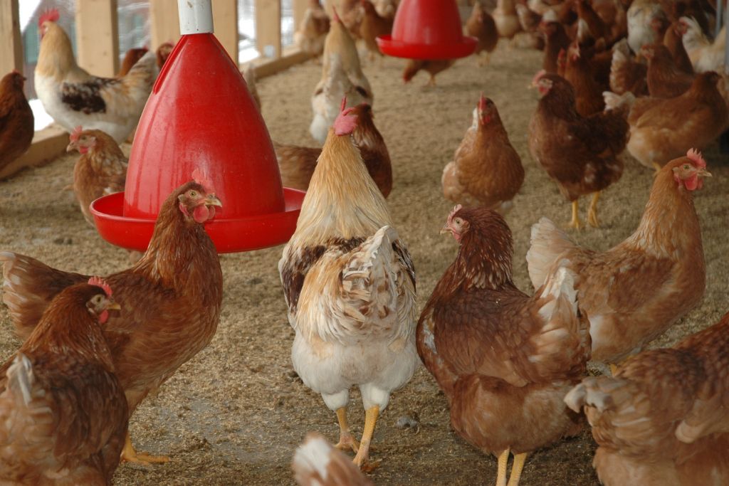 Como Garantir o Bem-Estar das Aves na Época Mais Quente do Ano