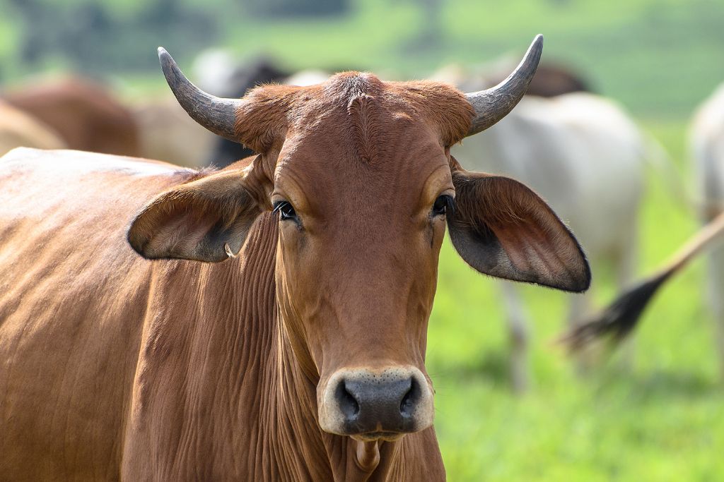 Controle de Carrapatos e Mosca-do-Chifre: Estratégias Eficazes e Produtos que Realmente Funcionam