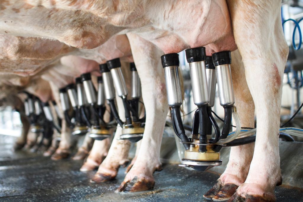 Melhores medicamentos veterinários 5 Mastite
