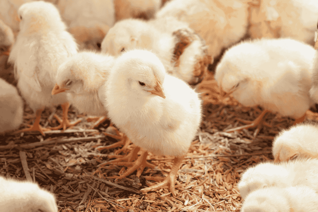 Alimentação Inicial para Pintainhos