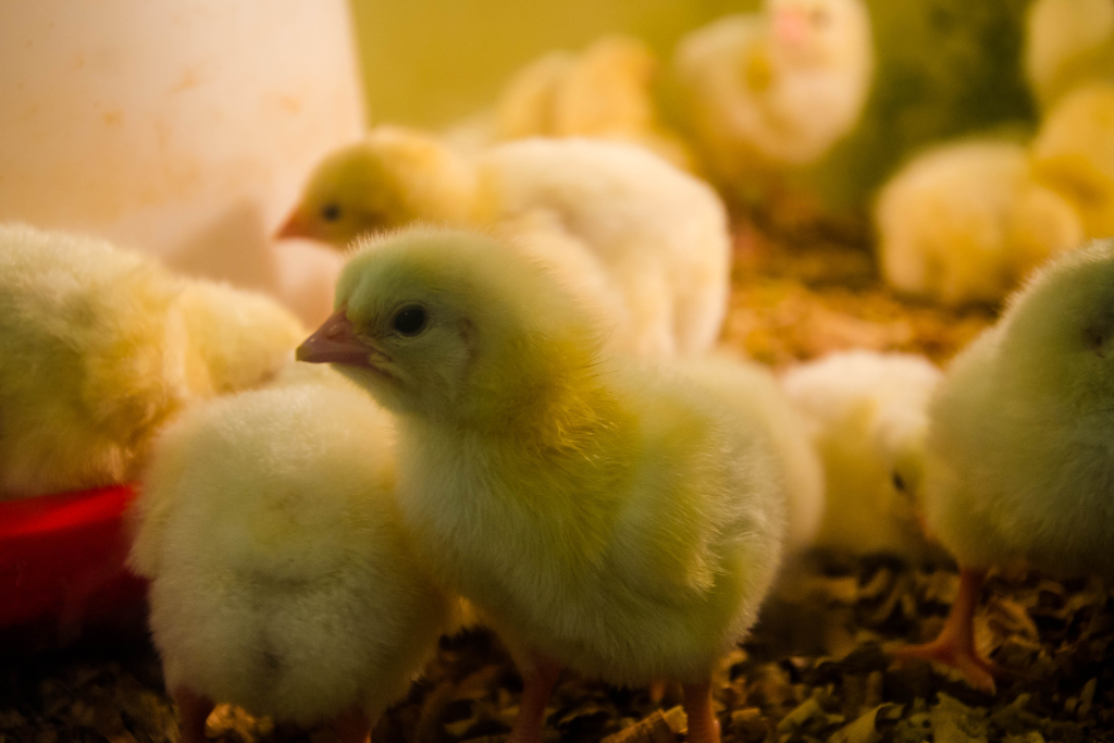 manejo inicial de pintainhos