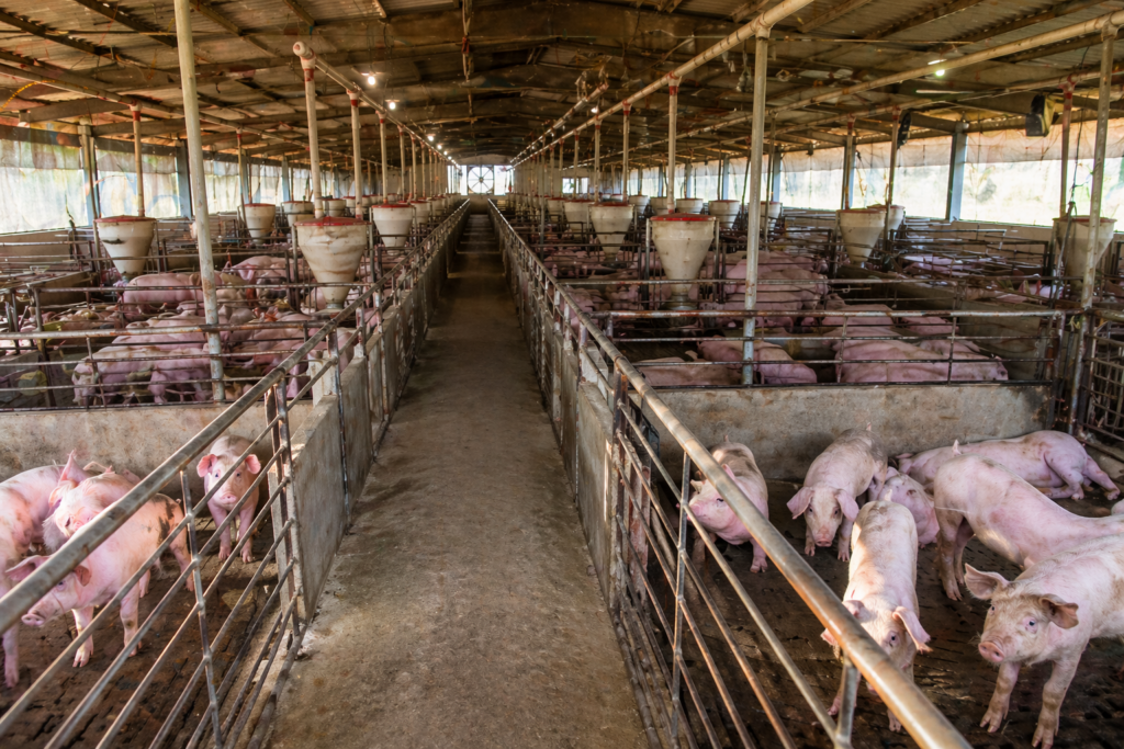 granja_de_suinos_suinocultura
